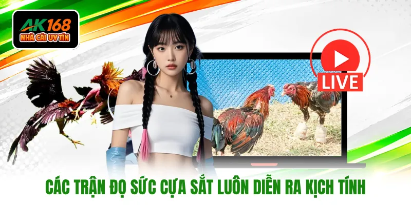 Các trận đọ sức cựa sắt luôn diễn ra kịch tính