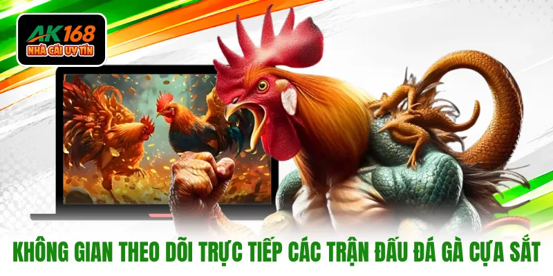 Không gian theo dõi trực tiếp các trận đấu đá gà cựa sắt