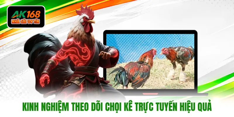 Kinh nghiệm theo dõi chọi kê trực tuyến hiệu quả